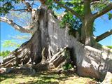 La Ceiba de Vieques - VIEQUES